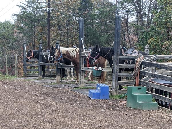 Magic Mountain Farms