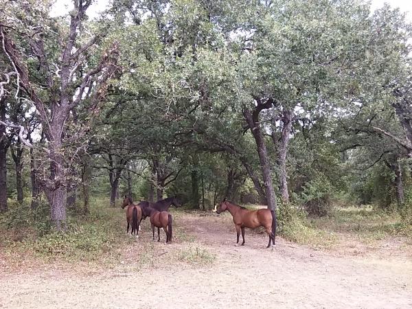 Capriole School Of Riding