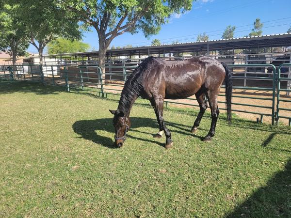 Willow Pines Equestrian Centre