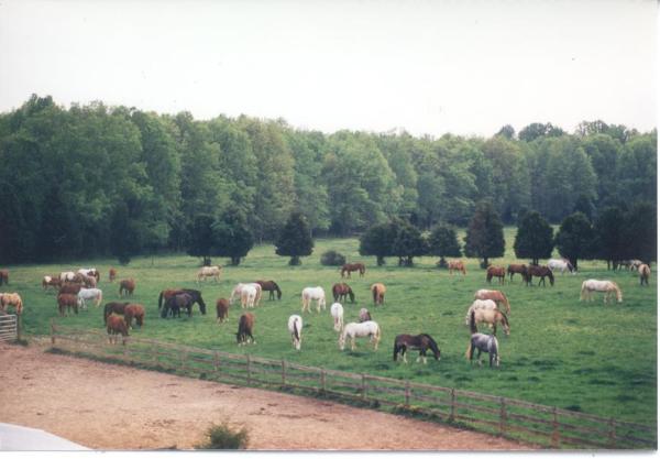 The Sanders Ranch Battlefield Equestrian Center