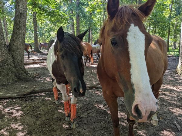 The Sanders Ranch Battlefield Equestrian Center