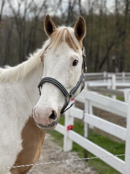 Rebellious Stables