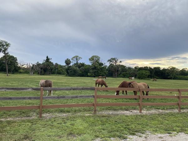 Rainbow Farm Stables