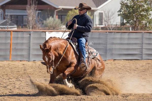 Mankins Performance Horses