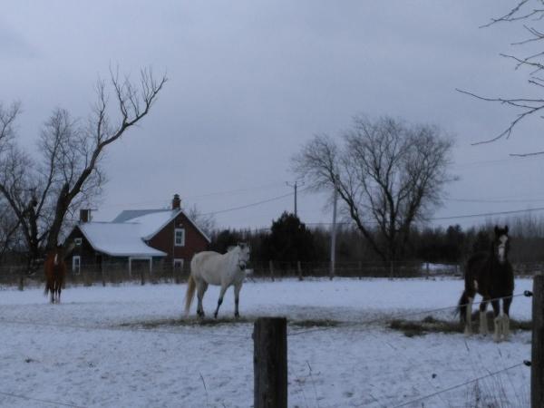 Bogtown Farm