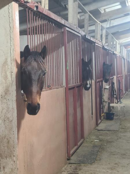 Cassandra Sport Horses