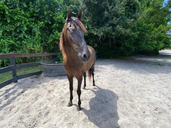 Licciardello Stables