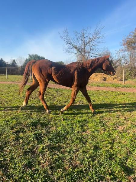 Calumet Run Farm