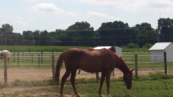 Calumet Run Farm