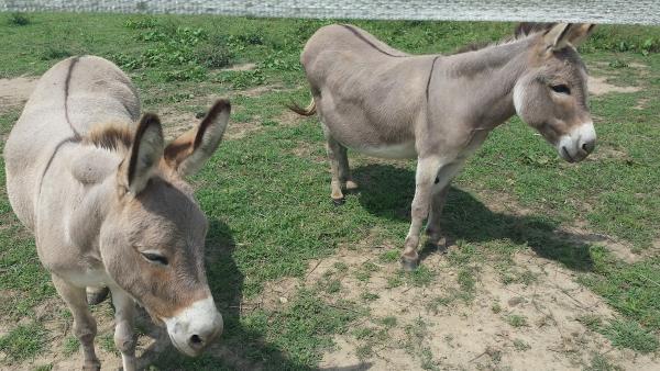 Calumet Run Farm