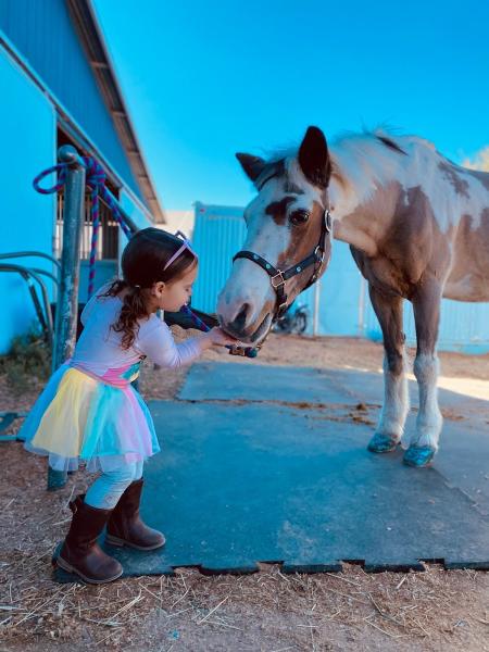 Winter Rose Equestrian