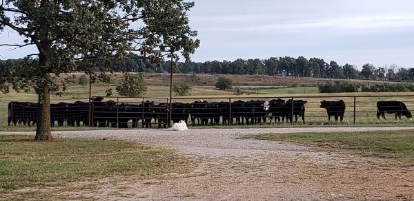 Heritage Livestock