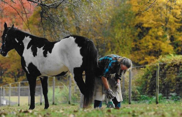 Bobcat Farm- Cathie Hatrick-Anderson