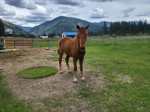 Hood's Western Adventures