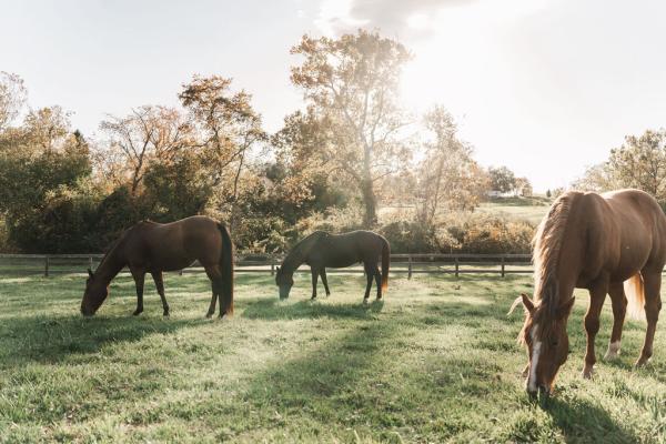 Merry Chase Farm & Equestrian