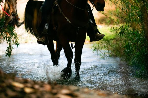 Santa Ynez Valley Horseback Rides