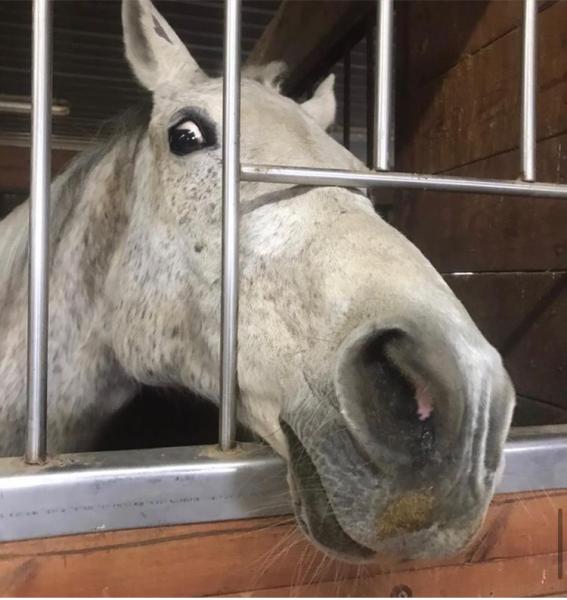Apple Treat Stables