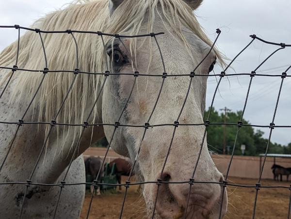 Trail Rides at Running Horse Ranch
