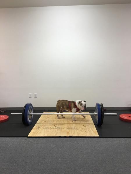Infinite Fitness
