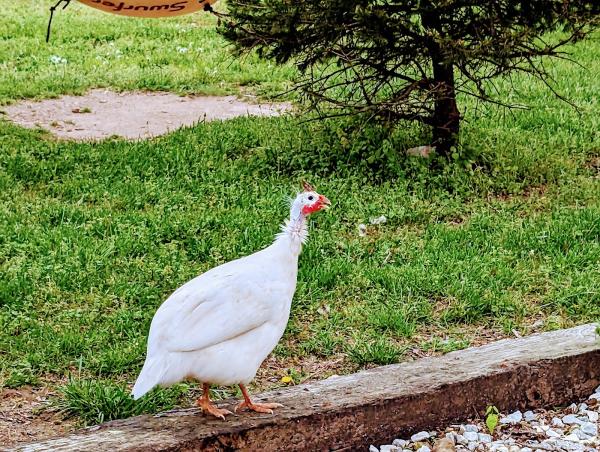 Little Sugar Creek Farm