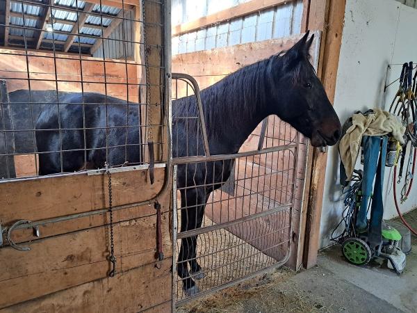 Sinclair Stables LLC