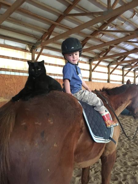 Super G Sporthorses