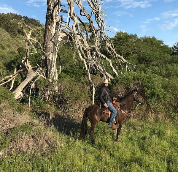 TIM Thomas~ Trailhorses