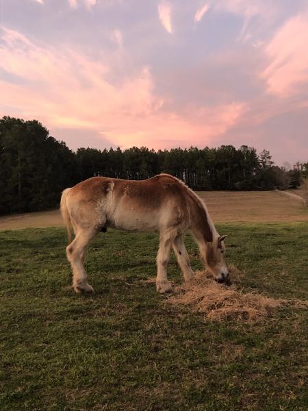Rocky Creek Farms Equine Services
