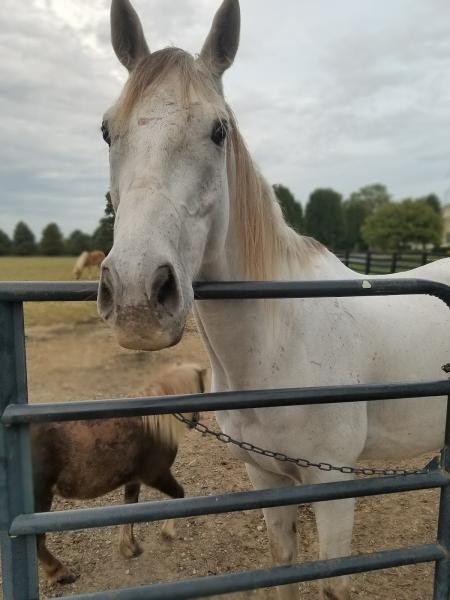 Golden Oak Equestrian