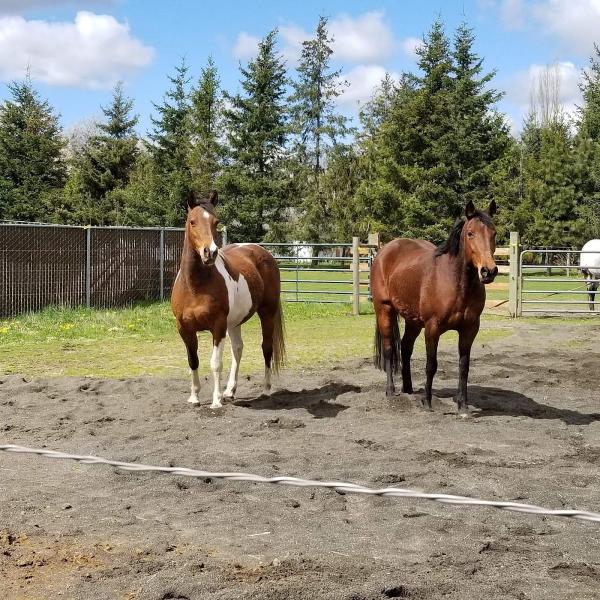 Flying Change Stables