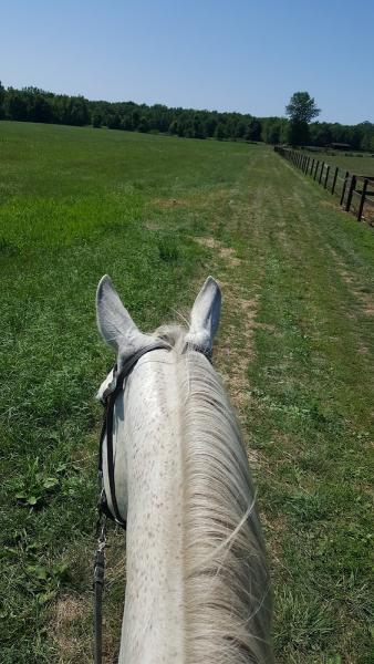 Lone Oak Stables