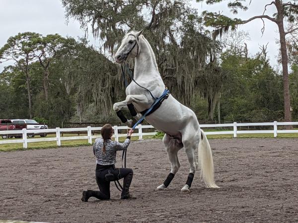 Herrmanns' Royal Lipizzan Stallions