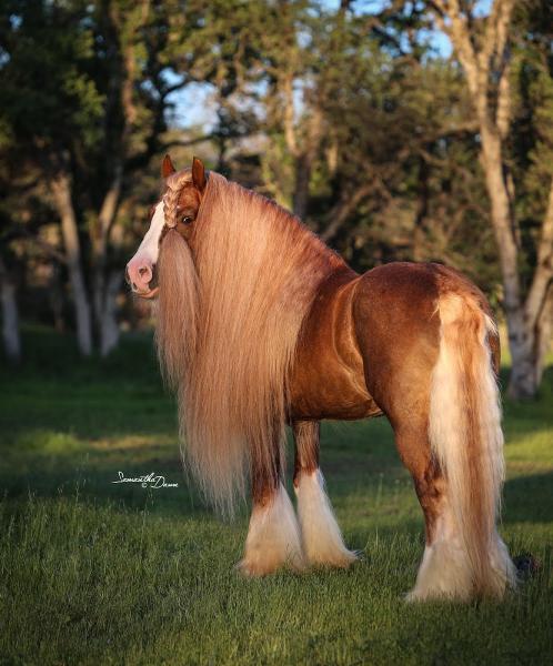 Starfire Gypsy Horses