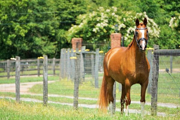 Liberty Acres Dressage