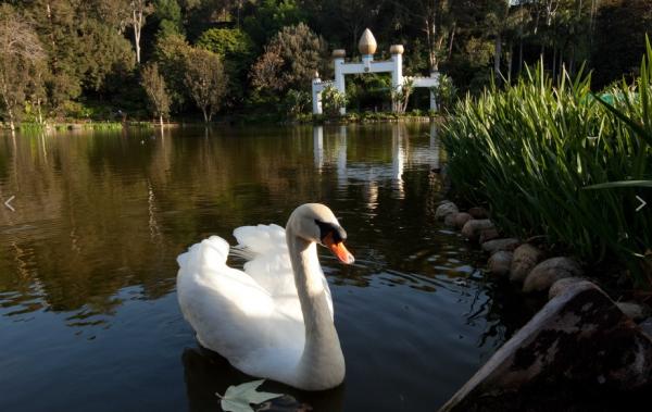 SRF Lake Shrine (Reservation Required)