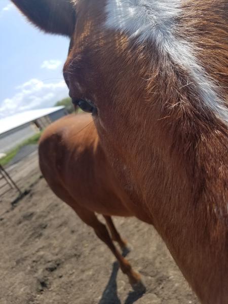 Watchman Stables