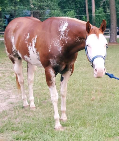 AK Performance Horses