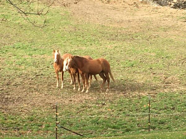 Trilogy Farm