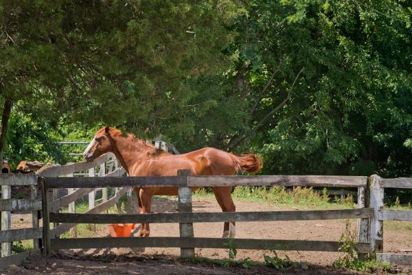 Hawks Hollow Farm