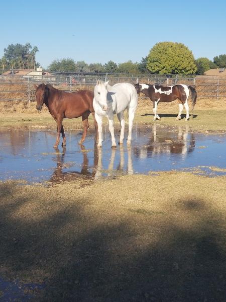 Passion Stables