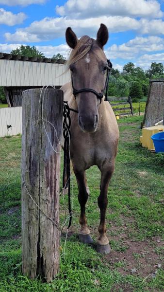 E & R Ridge Run Stable & Horse