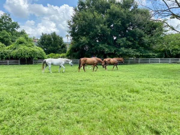 Timber Grove Equestrian Center