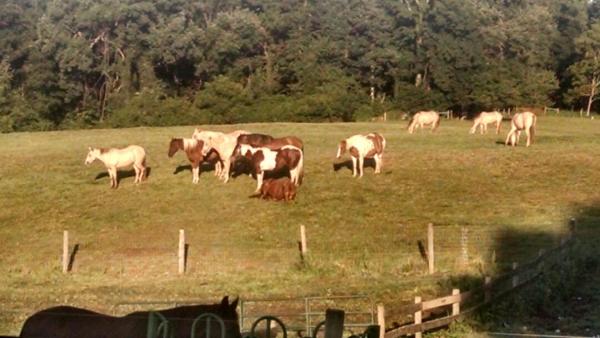 Muddy Creek Meadows Riding Stable