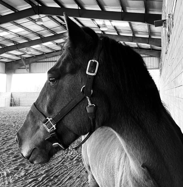 Lomara Equestrian Center LLC