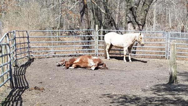 Parkview Riding Center Inc