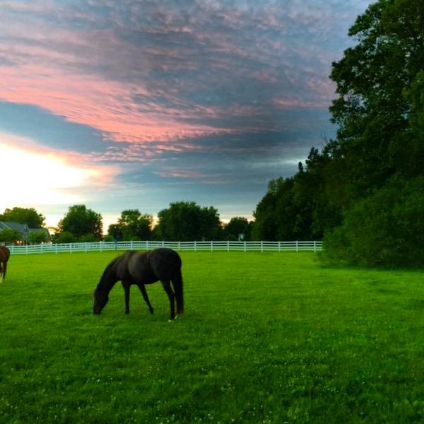 Cherry Blossom Farm + Stables