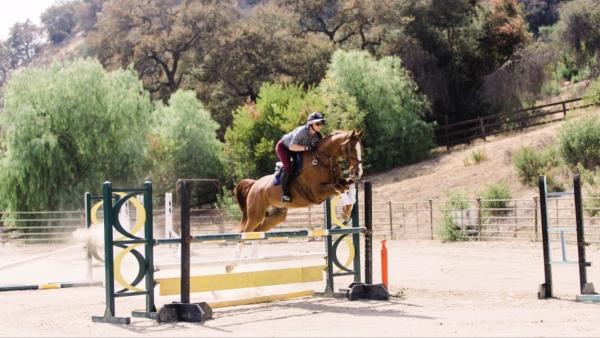 Black Mountain Sport Horses