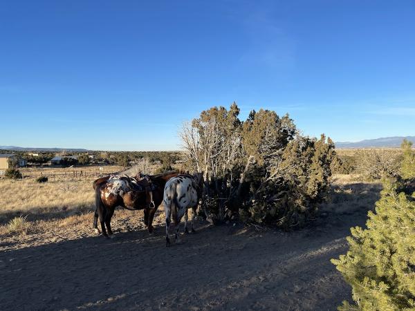 Lone Butte Stable