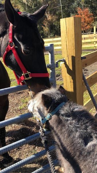 Dragonfly Farms & Stable LLC