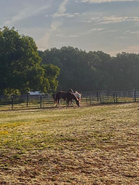 MJN Stables